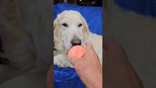 Video of adoptable pet named Thomas B