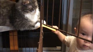 ケージで寛ぐ猫 ノルウェージャンフォレストキャットRelax in the cage.Norwegian Forest Cat.