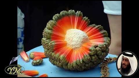 091 Surat AshShams أحمد بن علي العجمي سورة الشمس