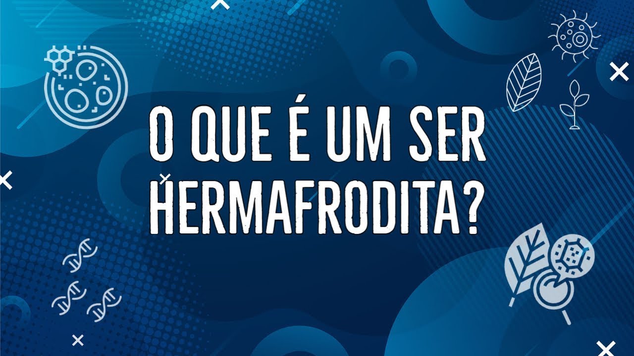 O que é um ser hermafrodita?