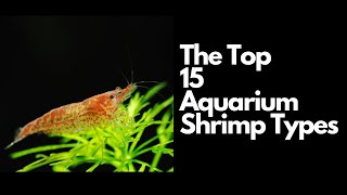 The Top 15 Aquarium Shrimp Types