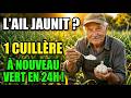 L’AIL Jaunit en Mai ! 1 Cuillère — et il Redevient Vert en 24 Heures sans Aucun Engrais