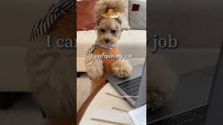 Guess I’ll be working for a while longer #noodlesthepooch #officehumor #dog #funnydogs