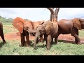 Orphan elephants Tagwa and Tamiyoi move to Voi | Sheldrick Trust