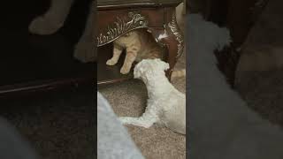 🥹 these foos are hella wholesome #pet #dogshorts #catsofyoutube #wholesome