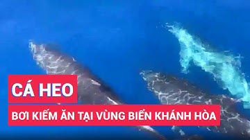 Ngắm đàn cá heo 