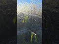 Ice crystals in the sun# bush in ice crystals