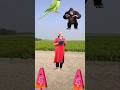 Flying crying babies Catching vs danching gorilla,,cute baby,, parrot,, #shorts