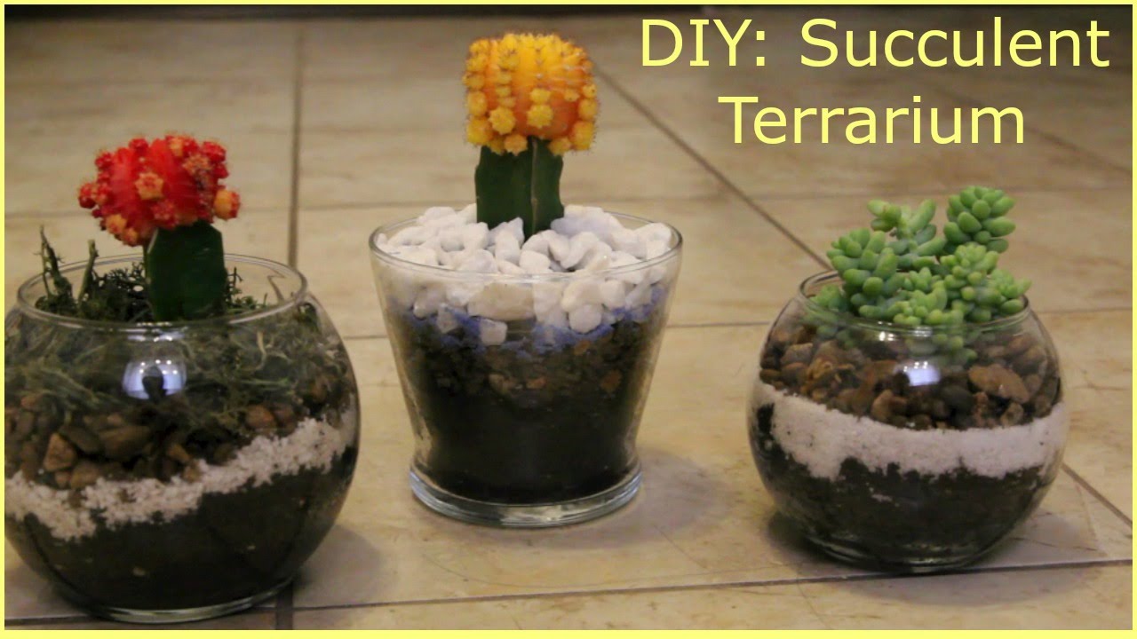 DIY: Affordable Succulent Terrariums for Mother's Day