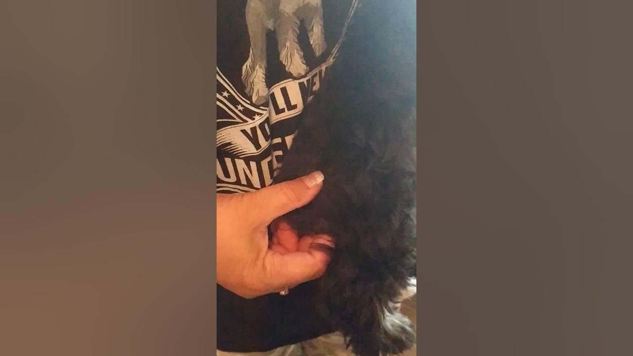 How to locate testicles on puppies YouTube