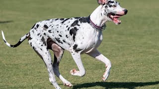 Great Dane Size How Big Can They Get by Great Dane USA 306 views 4 weeks ago 3 minutes, 59 seconds
