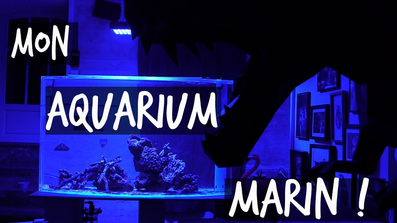 Aquarium d'eau de mer vs aquarium d'eau douce : que choisir ? - Uchl