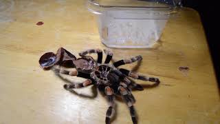 How to Tell if a Tarantula is Male or Female