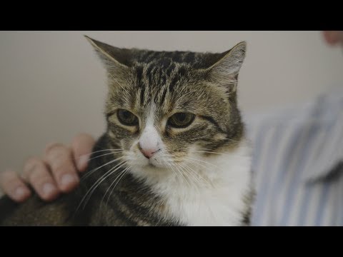 Video: What Can You Feed An Old Cat