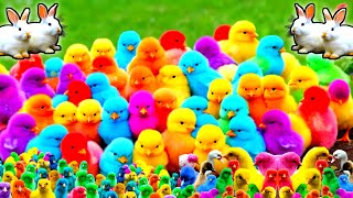 World Cute Chickens, Colorful Chickens, Rainbows Chickens, Cute Ducks, Cat, Rabbit, Cute Animals