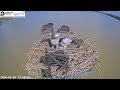 Maya shows off the first uk egg while blue33 chases an intruder rutland ospreys 30 mar 2024 zoom
