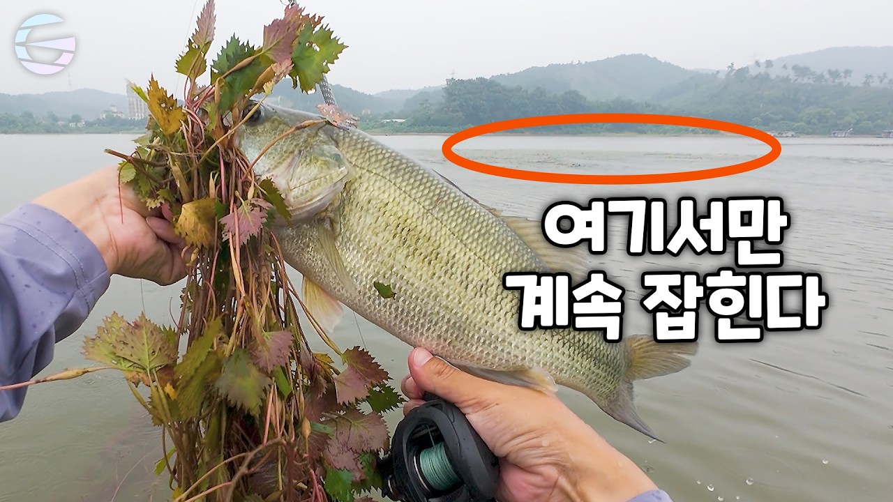이런곳에 배스가 전부다 몰려있습니다