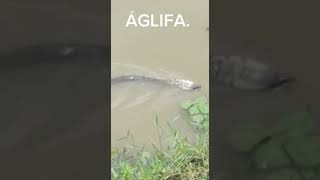 Naja? Cobra-Rei? King-Snacke? Não, Essa É A Jaracuçu-Do-Brejo.