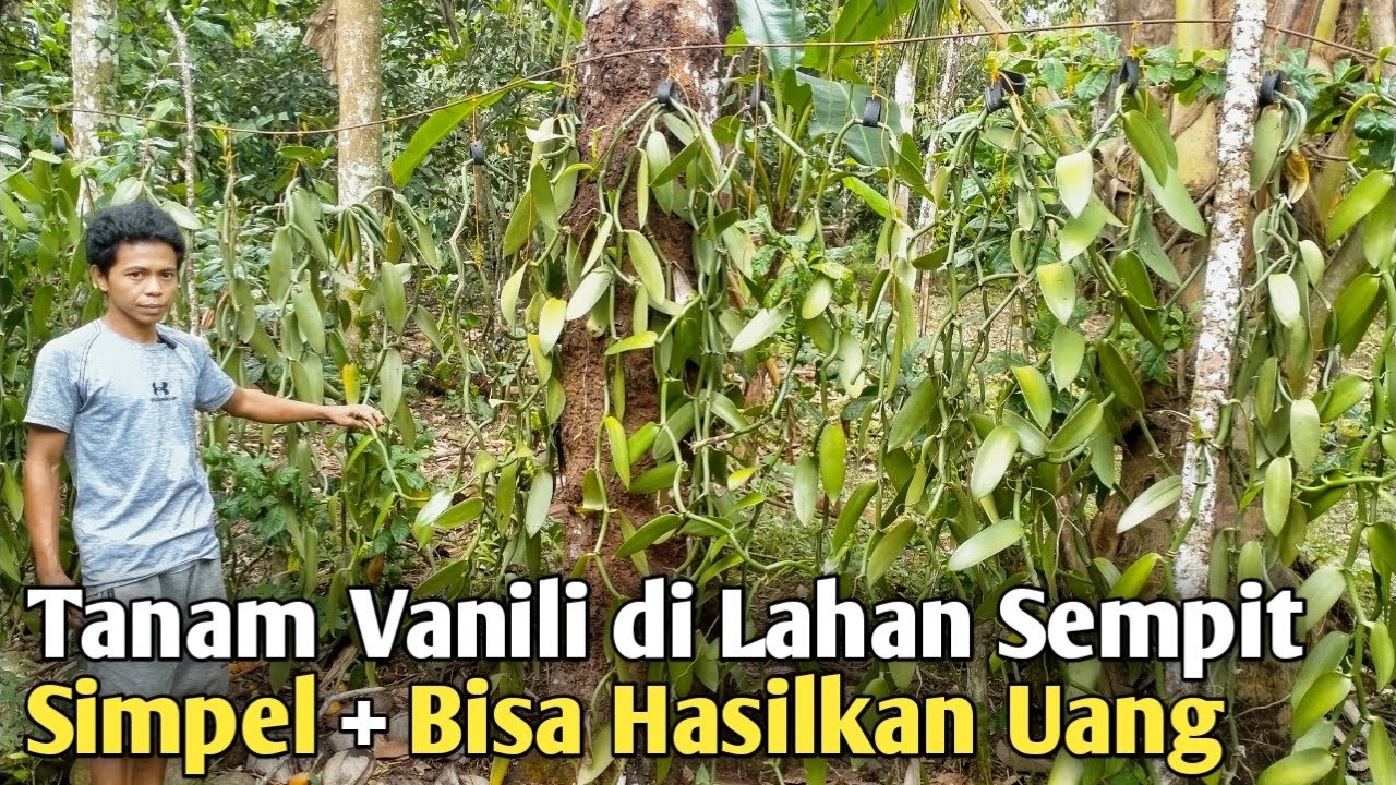 PENEMUAN TERBARU ! CARA BUDIDAYA VANILI DI LAHAN SEMPIT BISA DI BUAHKAN
