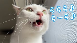 久々の鳥さんにおしゃべりする猫チロさん by ねこほうチャンネル 25,300 views 1 day ago 3 minutes, 19 seconds