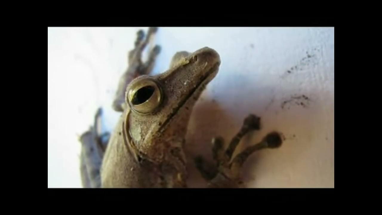 Tree frog клей