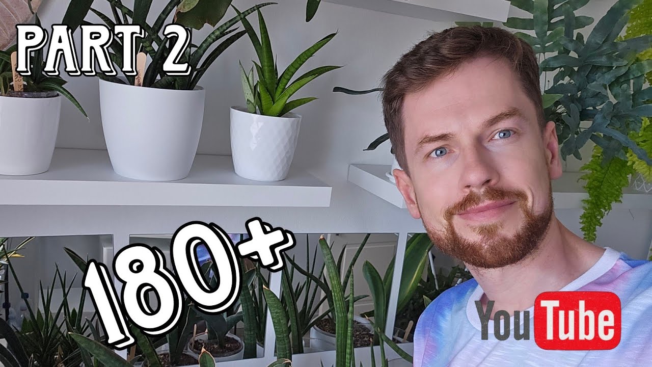 Mi colección de las sansevierias 180+ variedades. Parte segunda. Mayo 2025