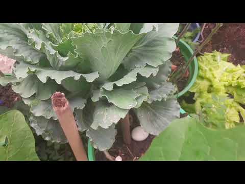 Vídeo: Nota Para As Donas De Casa: Colheita De Verduras No Verão