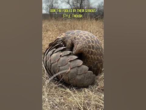 Pangolin - One of The Strangest Animals On Earth #shorts - YouTube