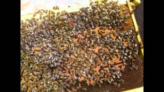 Пчелопакеты 2015 года купить