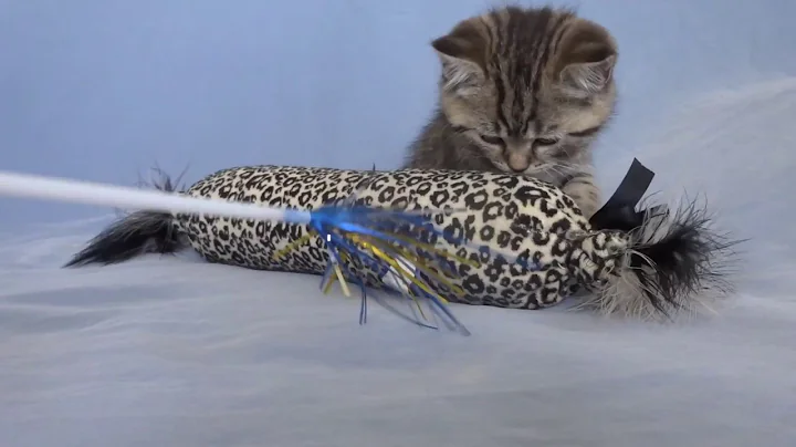 Watch the video about Finn a Tabby British shorthair