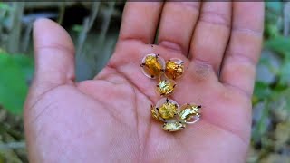 Details “The Weird Defense of Tortoise Beetle Larva (Shield Made of Poop!)” Guide