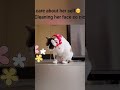 Boost me7 || Cute Cat video#shorts