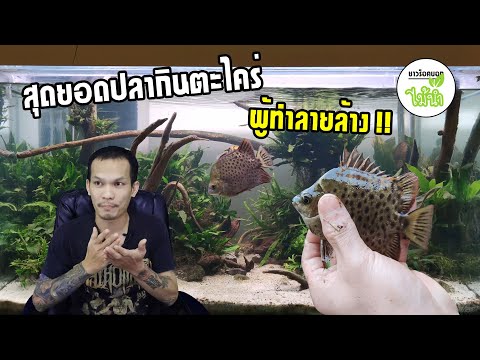 เจาะลึกตะกรับหน้าแดง Scatophagus argus var. rubifrons ปลากินตะไคร่ผู้ทำลายล้าง !! | ชาวร็อคบอกไม้น้ำ