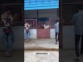 Siddhcharanfarm  horselover youtube youtubeshorts trending horse animals desifarm