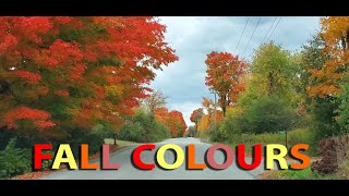 Amazing Fall Colours - Come for a Drive 🍁 by A Little Bit of This 118 views 1 year ago 9 minutes, 15 seconds