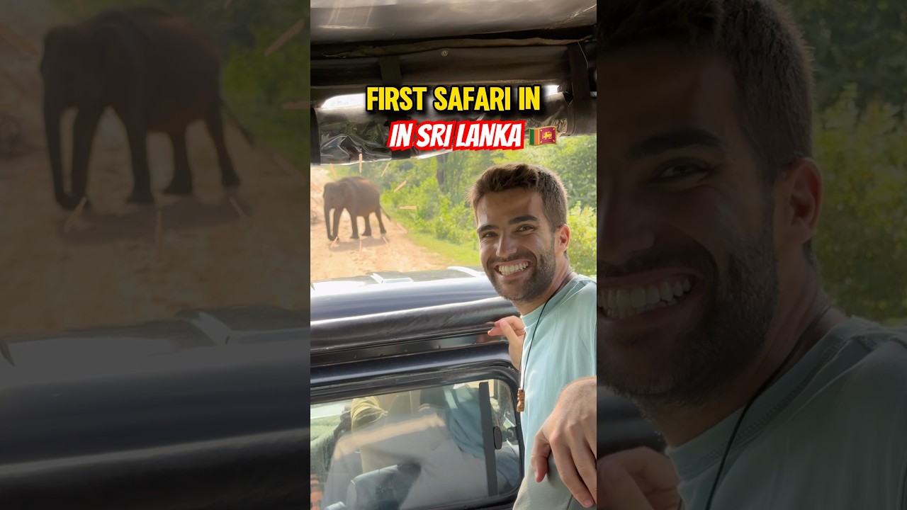 Наше первое сафари на Шри-Ланке было в Удавалаве, и мы увидели всё 😍🐘 