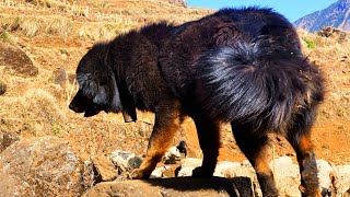 A tibetan mastiff dog that guards sheeps and goats.