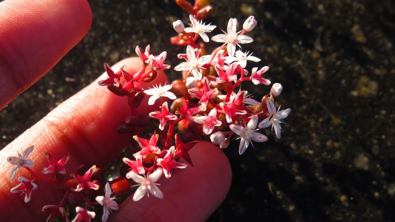 Vibrant red patches of Diamorpha Smallii Flowers in full bloom fill Arabia Mountain with color! 🤩
