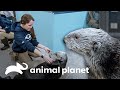 La nutria más grande del acuario | El Acuario | Animal Planet