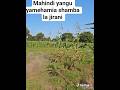Mahindi Yangu Yamehamia Shamba La Jirani Nifanyeje Jamani Funny Short Shortvideo Viral