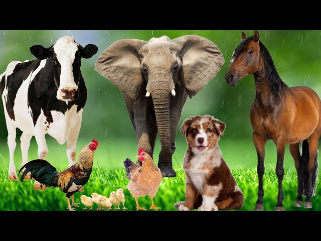 Distinguishing terrestrial animals - Horse, Elephant, Cat, Dog, Cow - Animal Sounds class=