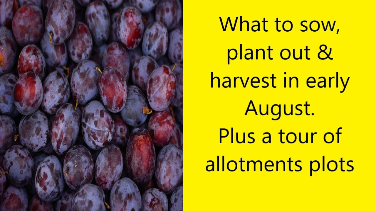 Early August what to sow, plant & harvest Plus allotment & kitchen