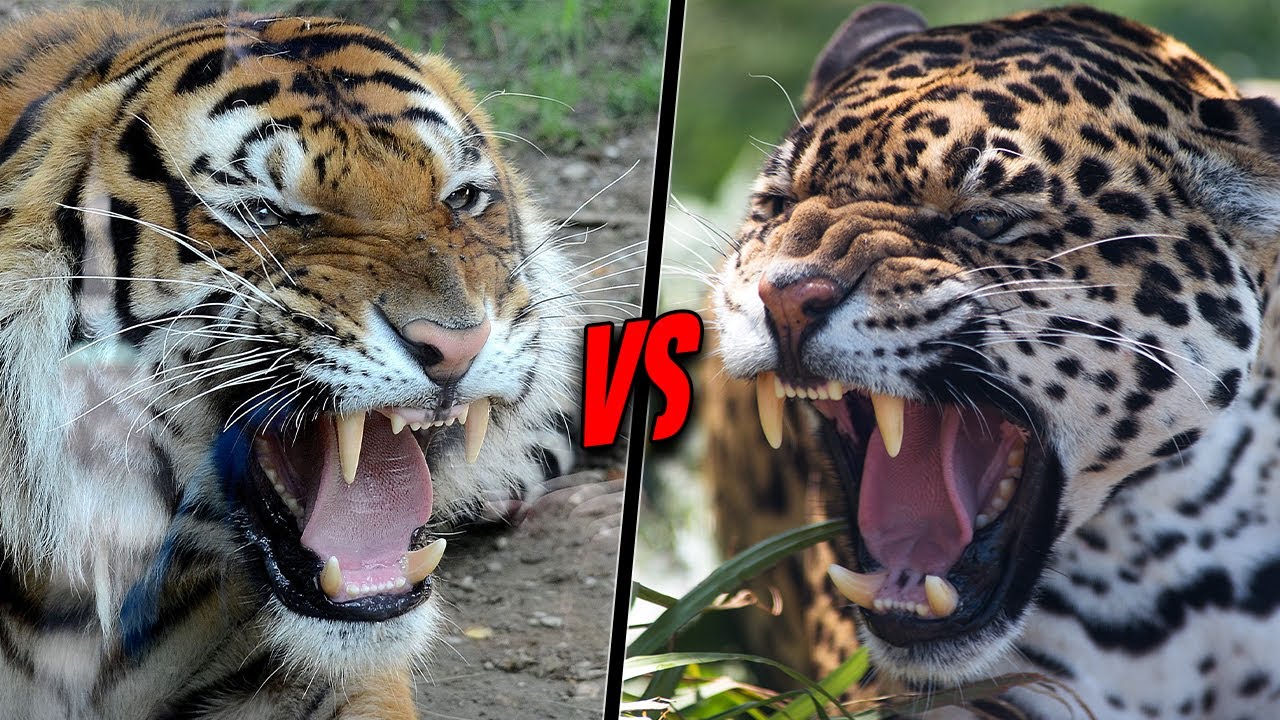 Кто сильнее ягуар или тигр. Ягуар и тигр. Суматранский тигр и Ягуар. Ягуар vs тигр. Ягуар против тигра.