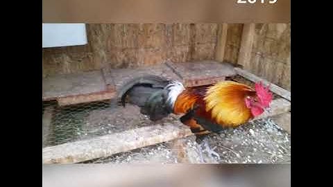 Qaib Qus Red Jungle Fowl