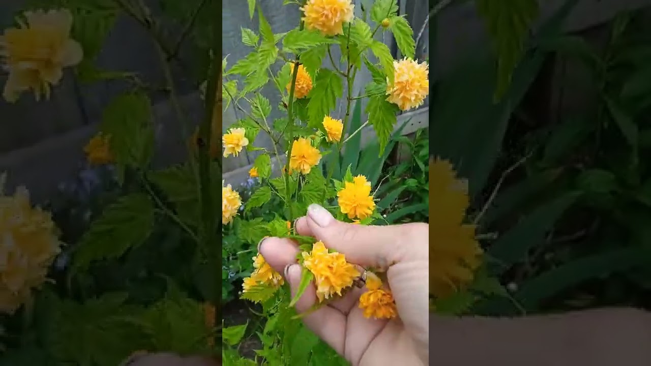 керрия 24.05.22