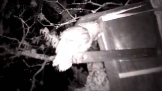 Barn Owl On Perch.Avi