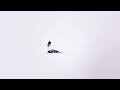 قنبلة الموسم 2010 نور الهدى شيخاوي رايحين غلاط أغنية بإحساس روعة