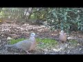 The dove was bolder today and ate the food in front of the camera, just like the little magpie.