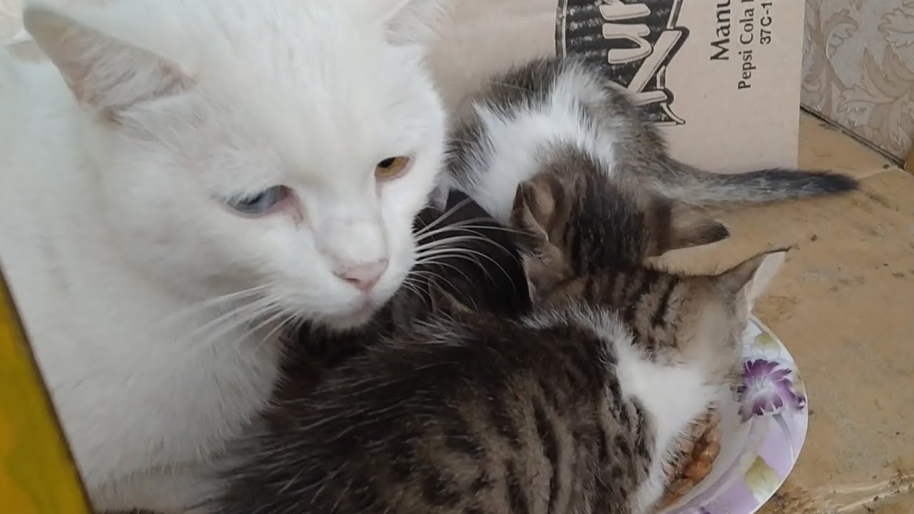 Mother Cat Not Giving Milk To Her Kittens And Kittens Not Giving Cat