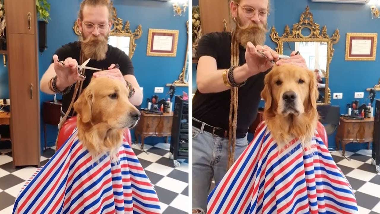 dogs in hair salons